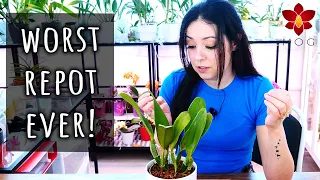 The worst potting setup I've ever seen! 🫣 - Orchid Haul Watch Season 1 Episode 2