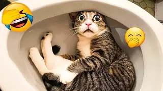 🤣😸 So Funny! Funniest Cats and Dogs 🐶🐕 Funniest Animals 2024 # 24