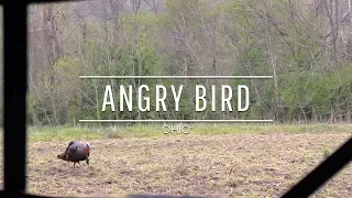 Angry Bird: 2013 Ohio Opening Weekend Gobbler