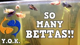 Who Said You Can Only Have One Betta? You Oughta Know You Can Have More Than One Betta In Your Tank!