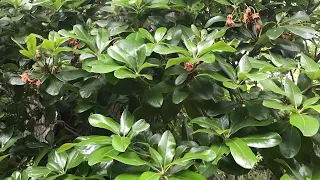 How to Prune Rhododendrons