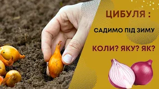 Як посадити озиму цибулю. Вибір сортів, їх особливості (+узагальнююча таблиця)