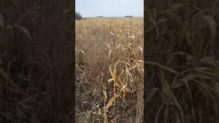 Венгерская выжла и Курцхар в работе...Охота на фазана 2020