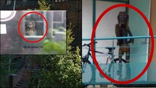 Top 5 Mysterious Creatures Caught on Google Maps