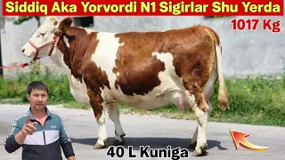 Simental Ona Bola Sigirlar Sotiladi  Siddiq Akaga Gap Yoq #sigirboqish #ferma #molbozor #abroruz