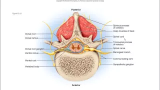 Neuromuscular basis of movement Part II