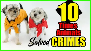 10 Times Animals Helped to Solve Crimes