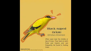 Singapore Birds Project - Black-naped Oriole