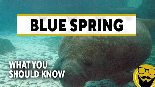 8 Things You Should Know Before Visiting the Manatees at Blue Spring State Park // Florida Travel