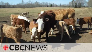 How to protect livestock from wildfires