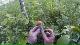 Тихая охота. Первые грибы 2016 года