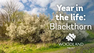 A Year in the Life of a Blackthorn Tree | Woodland Trust
