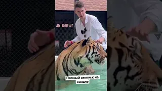 Погладил большую киску 😄 тигры  🐯