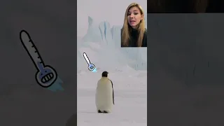 Emperor Penguin Parents