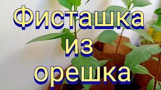 Фисташка морозостойкая -30°С. Два месяца спустя.Ошибки при выращивании.