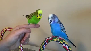 Kiwi the parakeet repeats cute nothings (talking bird)