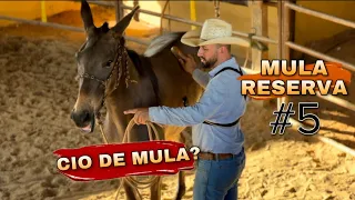 MULA RESERVA - #5 - CIO DE MULA