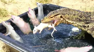 Lizard enters Tub with Feeder Rats