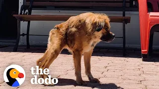 Only A Few Dogs Look Like Her In The World, But She Has No Idea She's Any Different | The Dodo