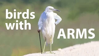 Birds With Arms Compilation