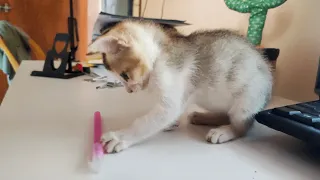 Cat playing with pen