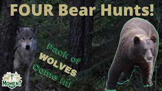 Family Bear Hunts | FOUR Archery Black Bear Hunts!