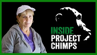 INSIDE PROJECT CHIMPS: Mimi, Volunteer