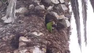 Ocean Beach Parrots