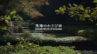 Ikadaba Wasabi Field - Shizuoka - 筏場のわさび田