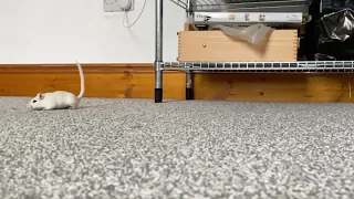 Excited gerbil jumps (Slow-motion)