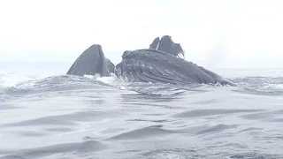 Couple Nearly Get Knocked off Kayak By Pod of Whales