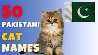 Pakistani Cat Names 🐾 42 BEST  &  Urdu Name Ideas