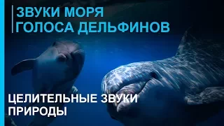 Звуки моря - шум волн ☯ Голоса дельфинов - Дао моря  ☯ Лучшая Музыка Души для отдыха ॐ