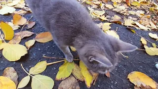 Как поживают дворовые кошки..How do the yard cats do ..