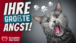 10 Ängste, die in jeder Katze schlummern! (auch in deiner?)