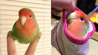 Baby Animals 🔴 Funny Parrots and Cute Birds Compilation (2021) Loros Adorables Recopilación #16