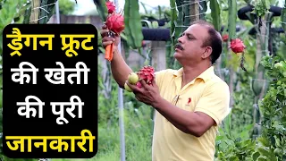 ड्रैगन फ्रूट की खेती की पूरी जानकारी || dragon Fruit ki kheti || Dragon Fruit Farming in India