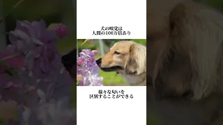 犬に関する雑学