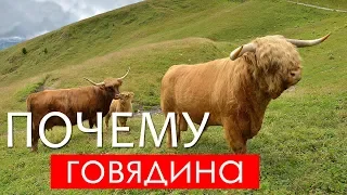 Почему мясо коровы называют говядина?