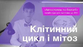 Клітинний цикл і мітоз – Підготовка до ЗНО – Біологія