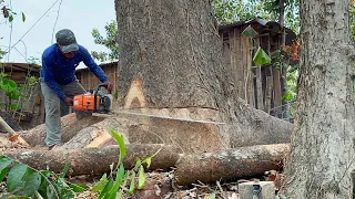 Very dangerous!! Cut down 2 old trembesi trees, unfortunately the wood has holes.