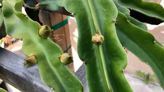 Tipping Dragon Fruit Branch to Help Induce Buds