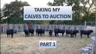 RAISING BEEF CATTLE FOR BEGINNERS – Taking My Calves to Auction (Part 1)