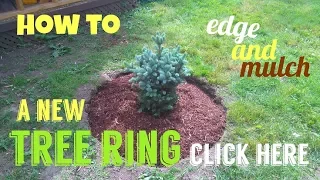 How To Edge And Mulch A Tree Ring