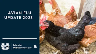 Avian Flu Update 2023