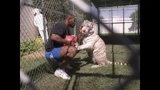 Mike Tyson with tigers