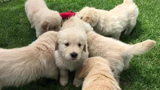 Golden Retriever Puppies Playing