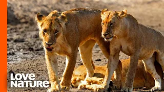 Hollywood Lion Pride Returns for a Showdown with the Nomads | Love Nature