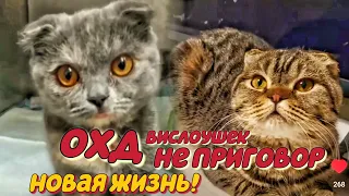 Новая жизнь котят с диагнозом ОХД!