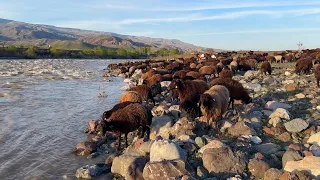 (6.BÖLÜM)GÜN BOYU ARAS NEHRİ HAVZASINDAYDIK- BABAMDAN ESKİ ÇOBANLIK HİKAYELERİ